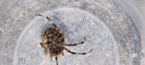 Araneus angulatus